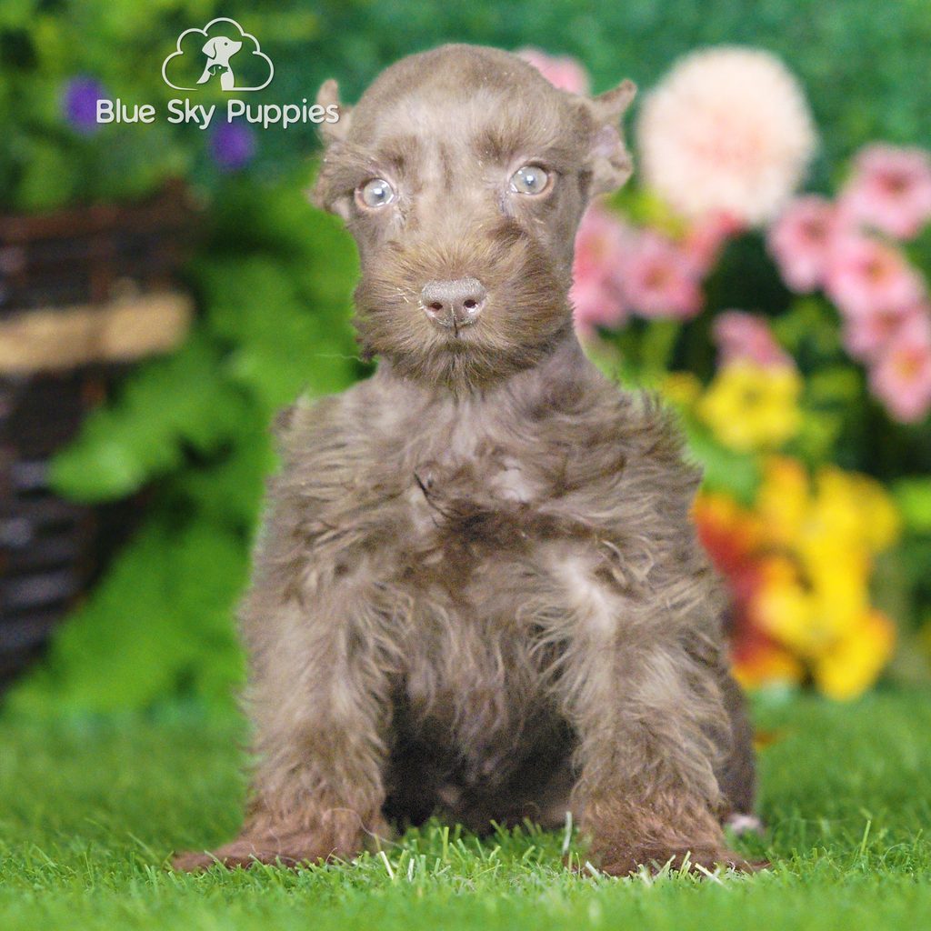 Vernon puppy images
