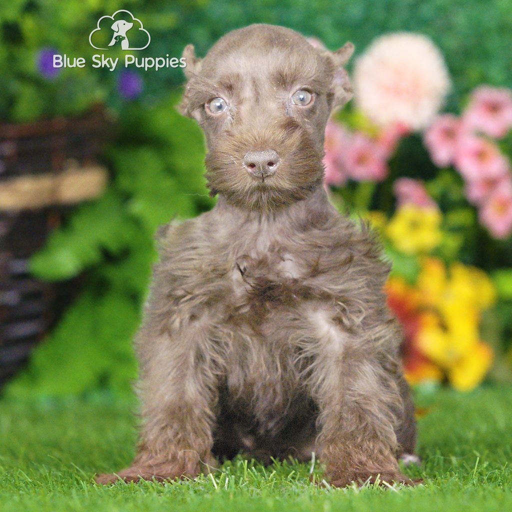 Vernon puppy images