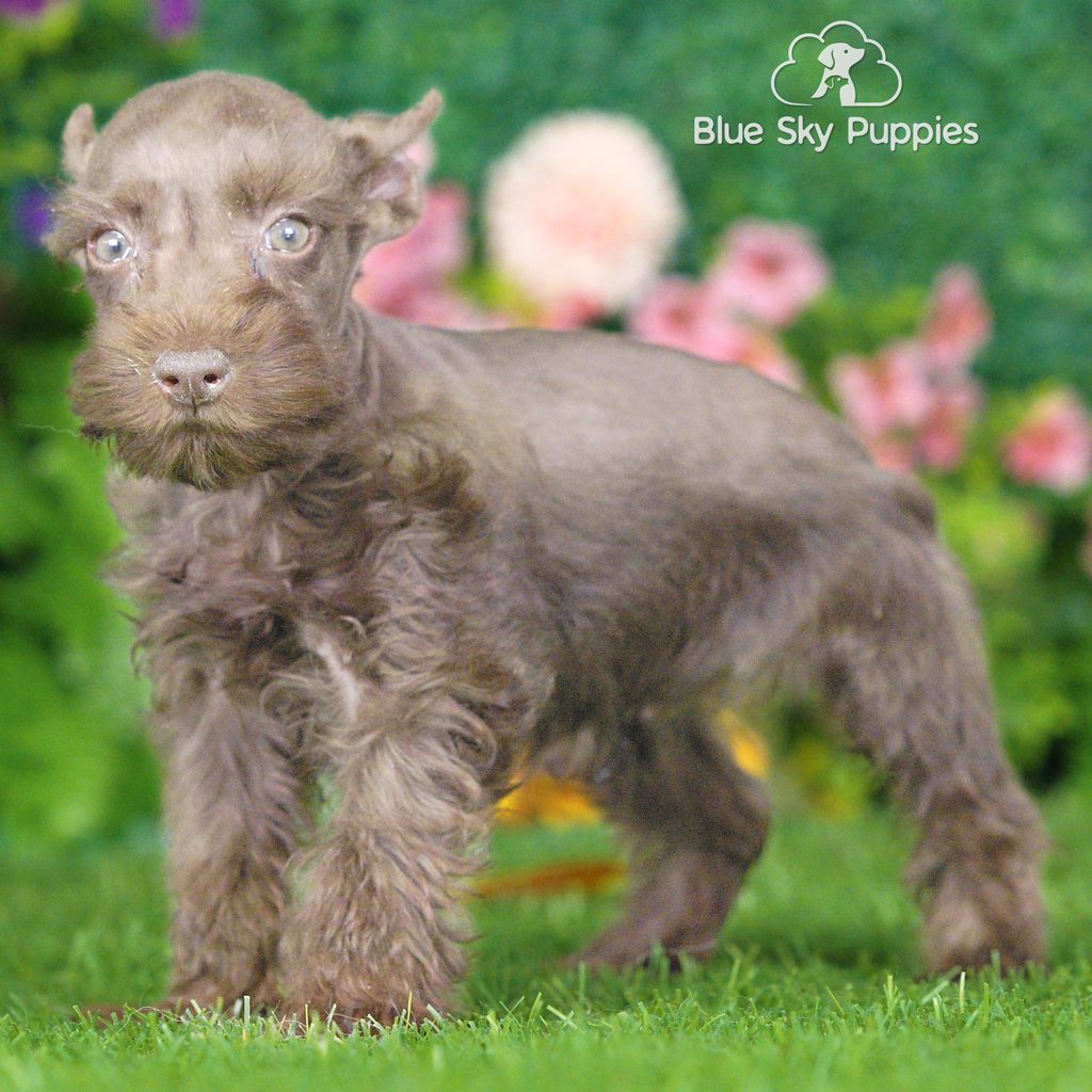 Vernon puppy images