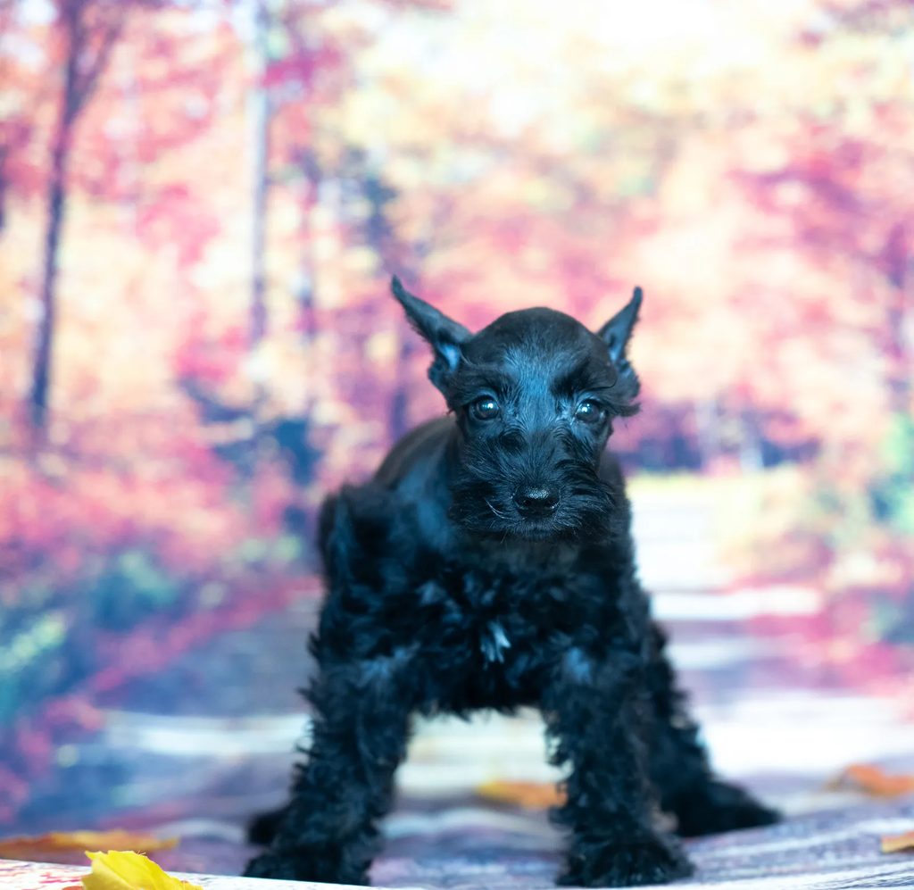Cordelia puppy images