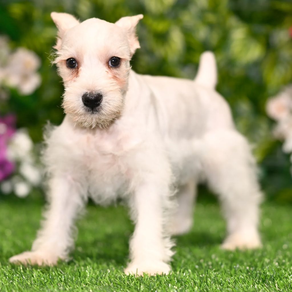 Bradford puppy images