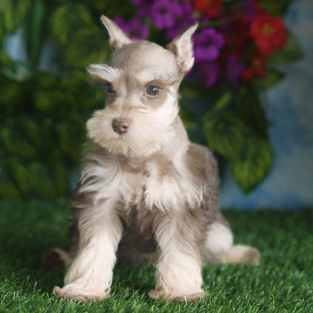 Yosemite puppy images