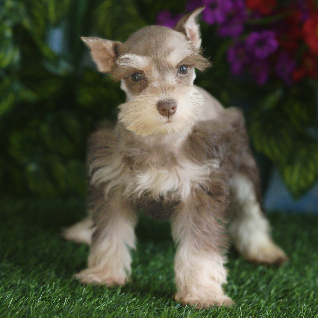 Yosemite puppy images