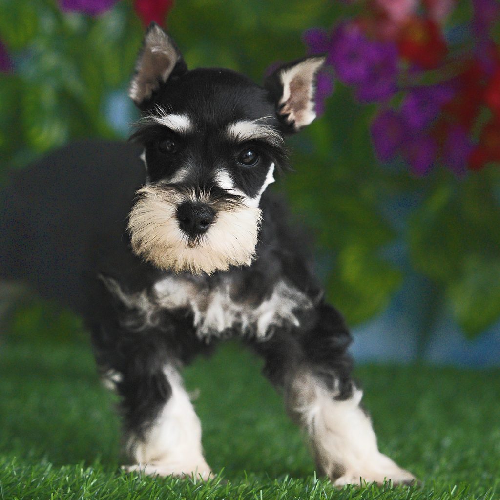 Hugh puppy images
