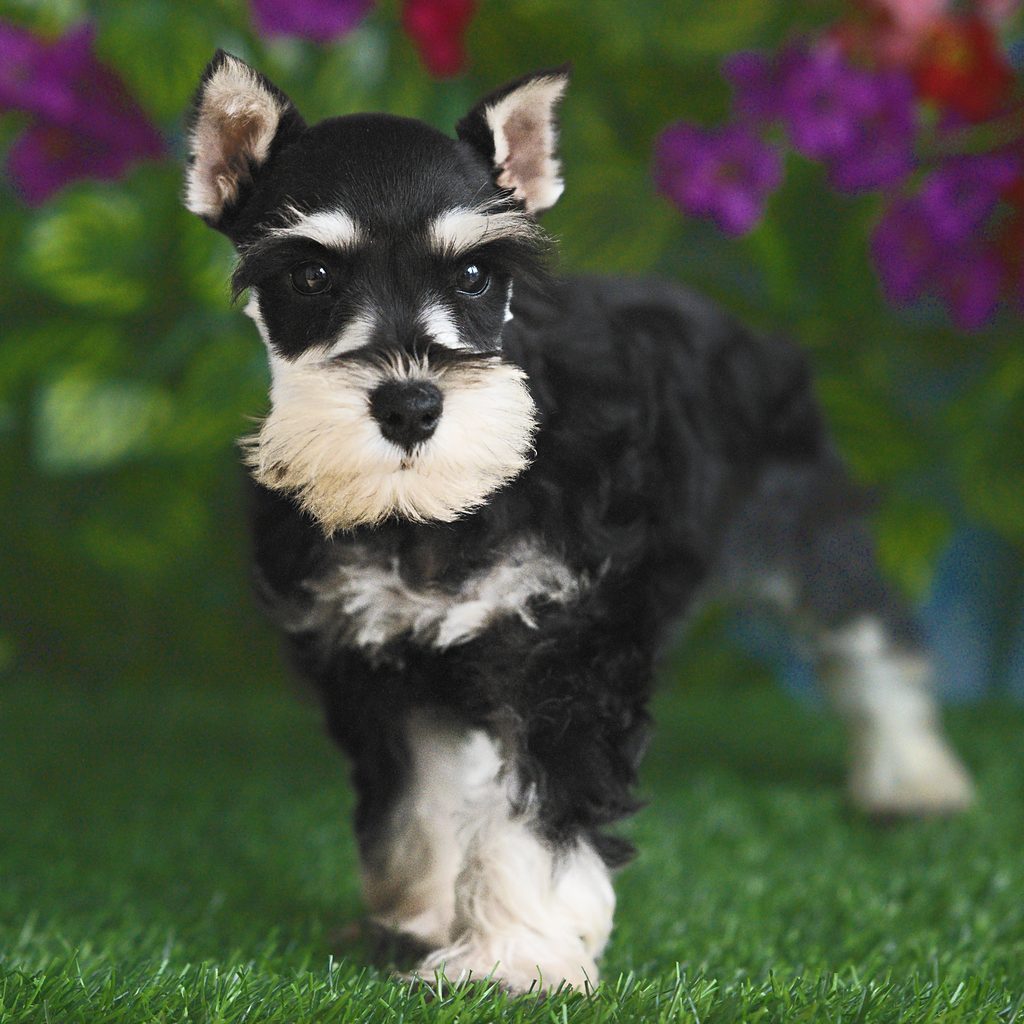Hugh puppy images