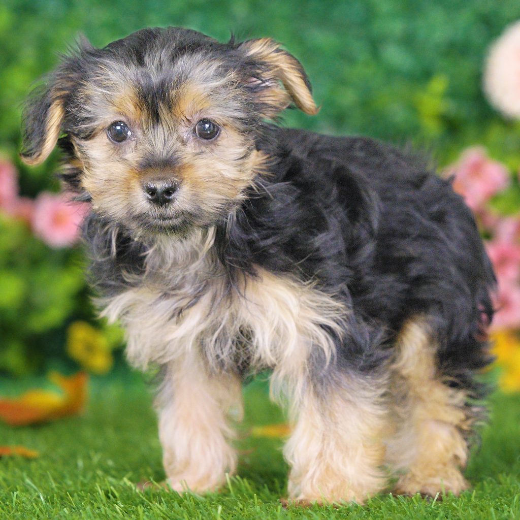 Kamila puppy images