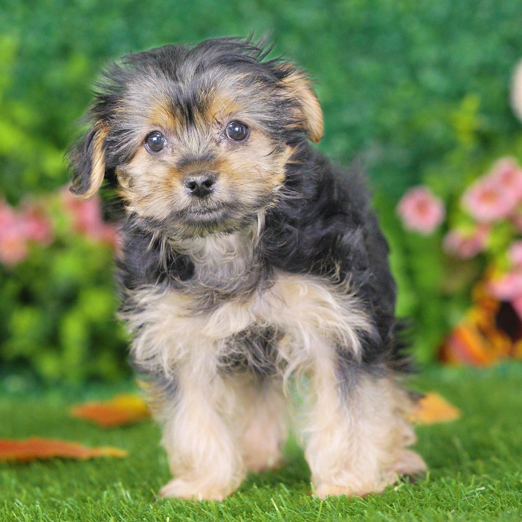 Kamila puppy images