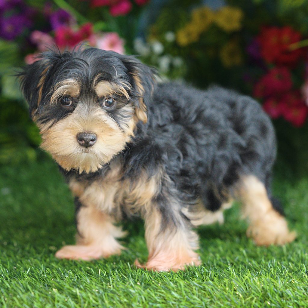 Henry puppy images