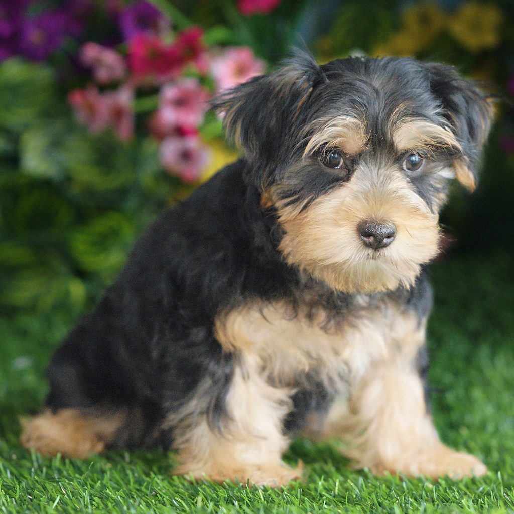 Henry puppy images
