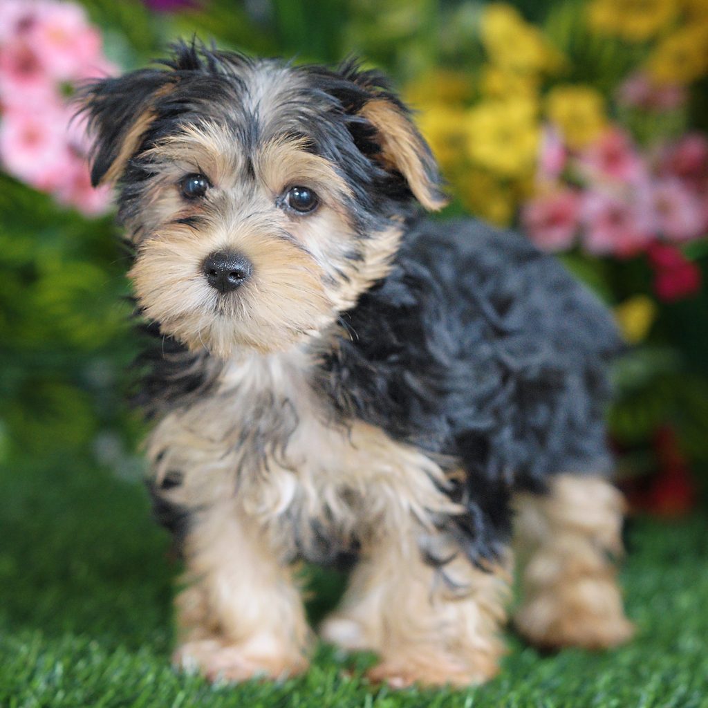 Bertha puppy images