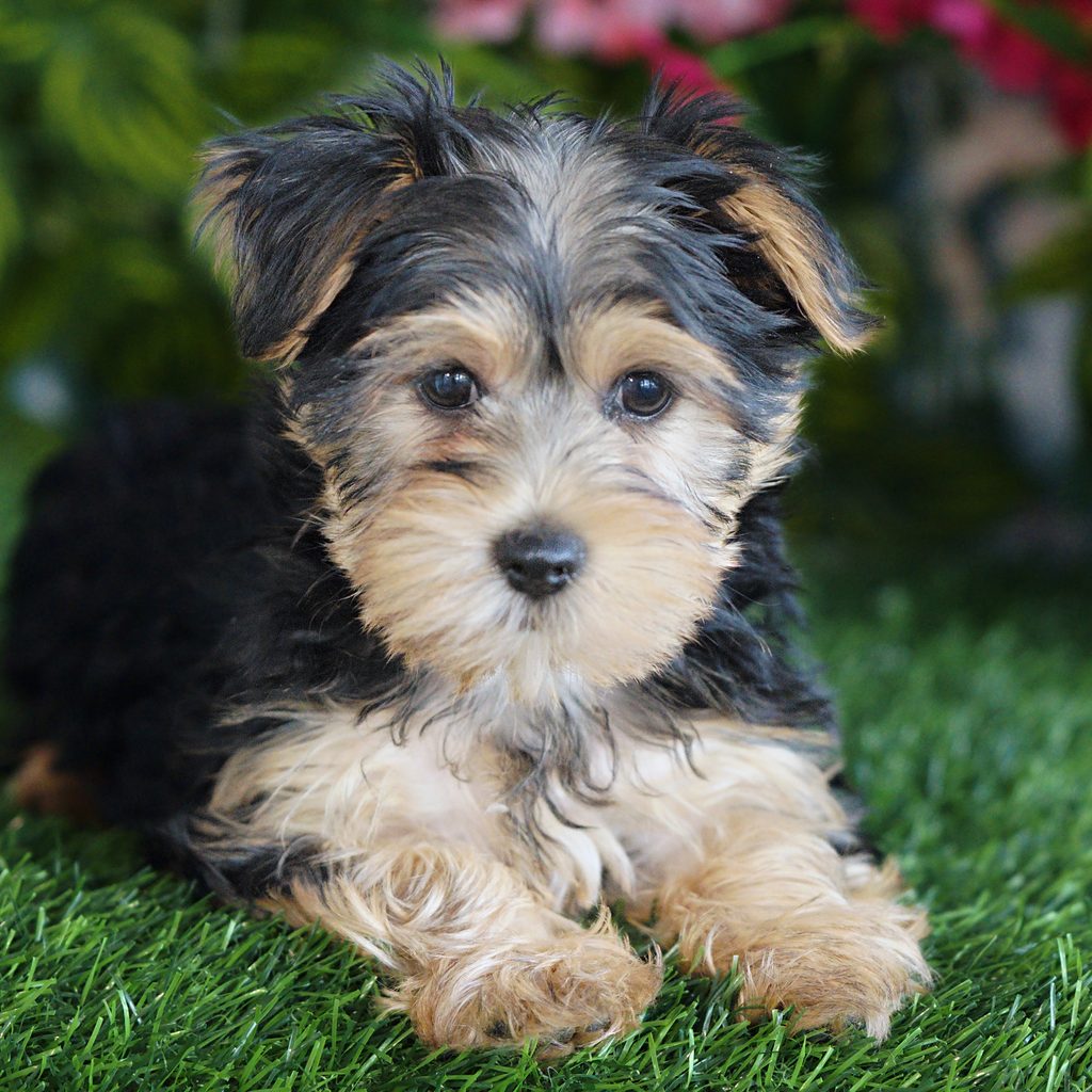 Bertha puppy images