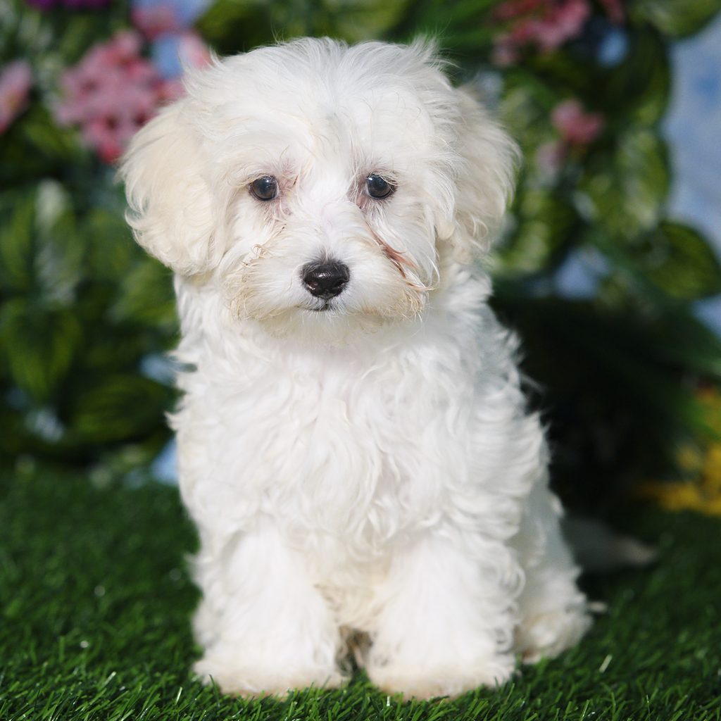 Grogu puppy images