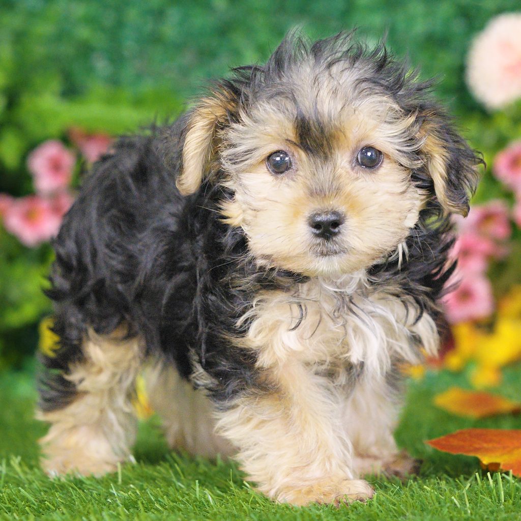 Bingo puppy images
