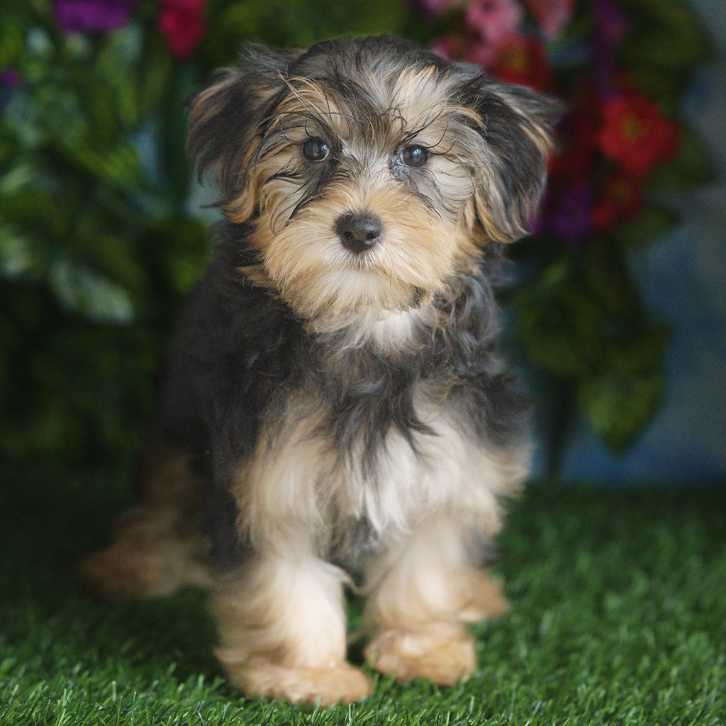 Utah puppy images