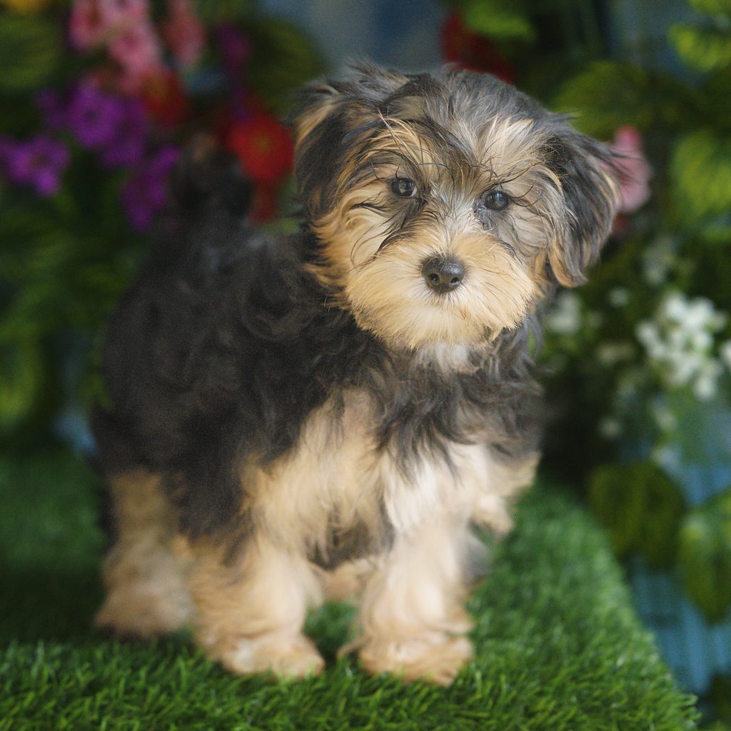 Utah puppy images