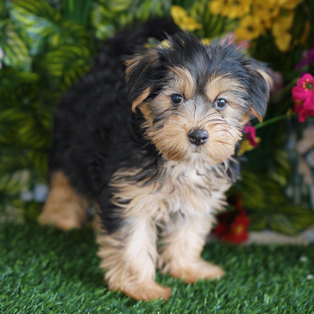 Emmy puppy images