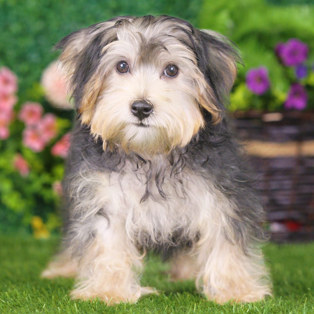 Briar puppy images