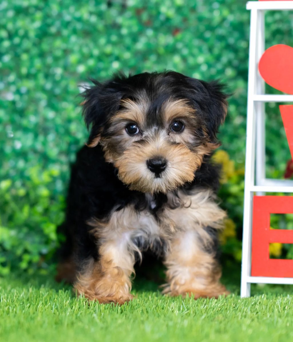 Briar puppy images