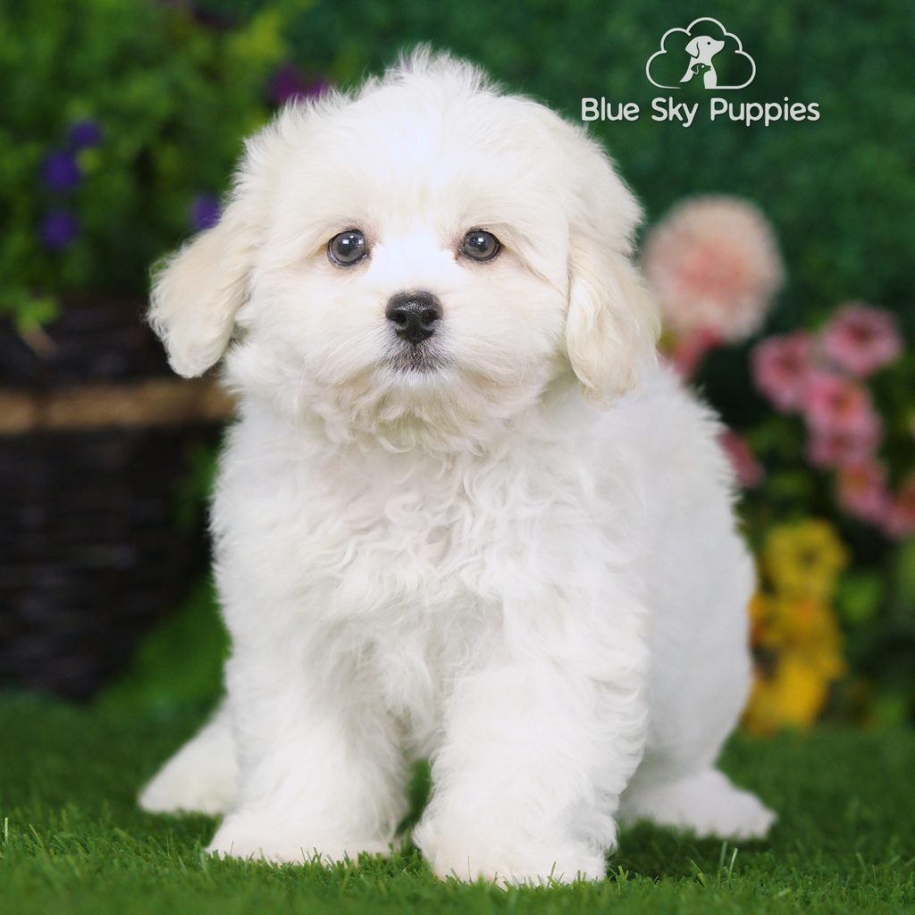 Sadie puppy images