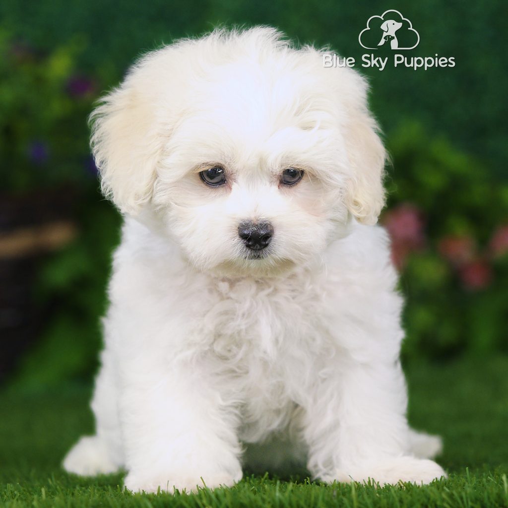 Sadie puppy images