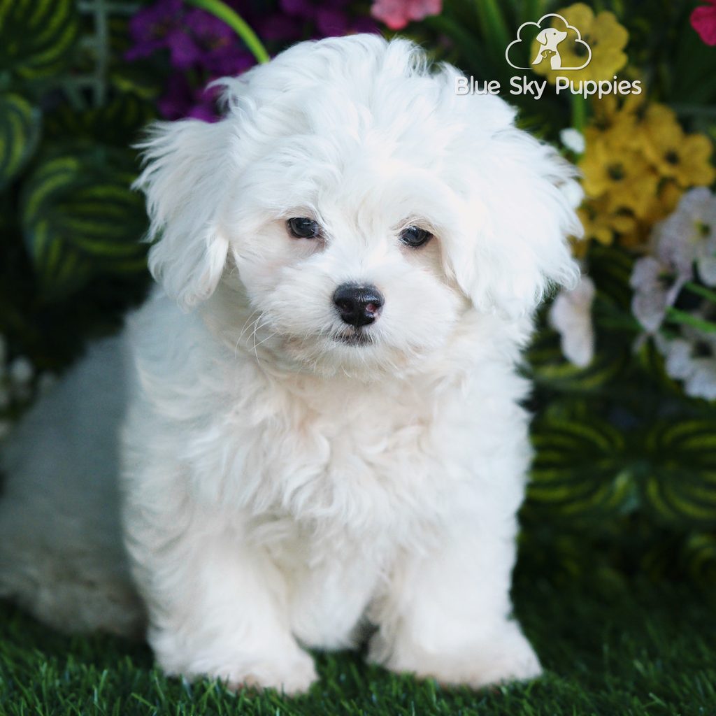 Rocket puppy images
