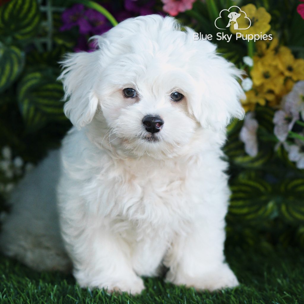 Rocket puppy images