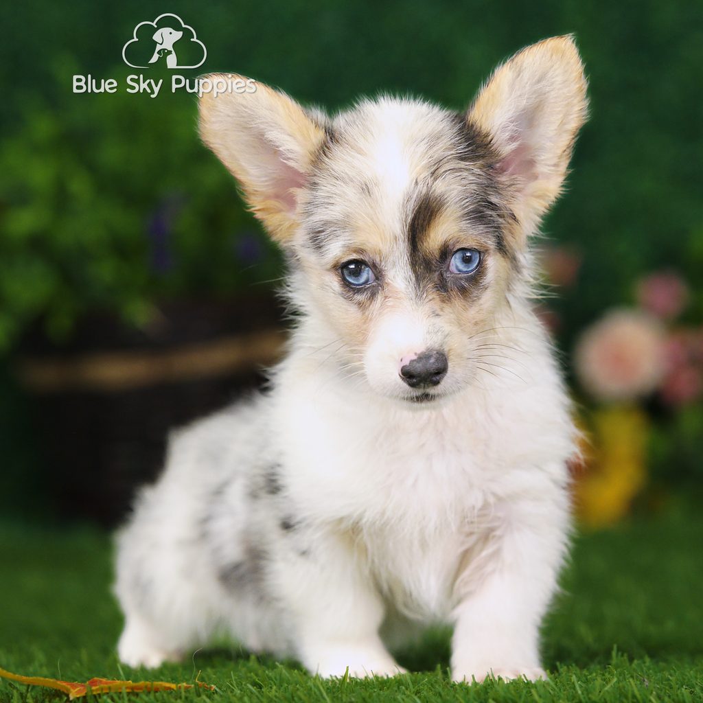 Waynoka puppy images