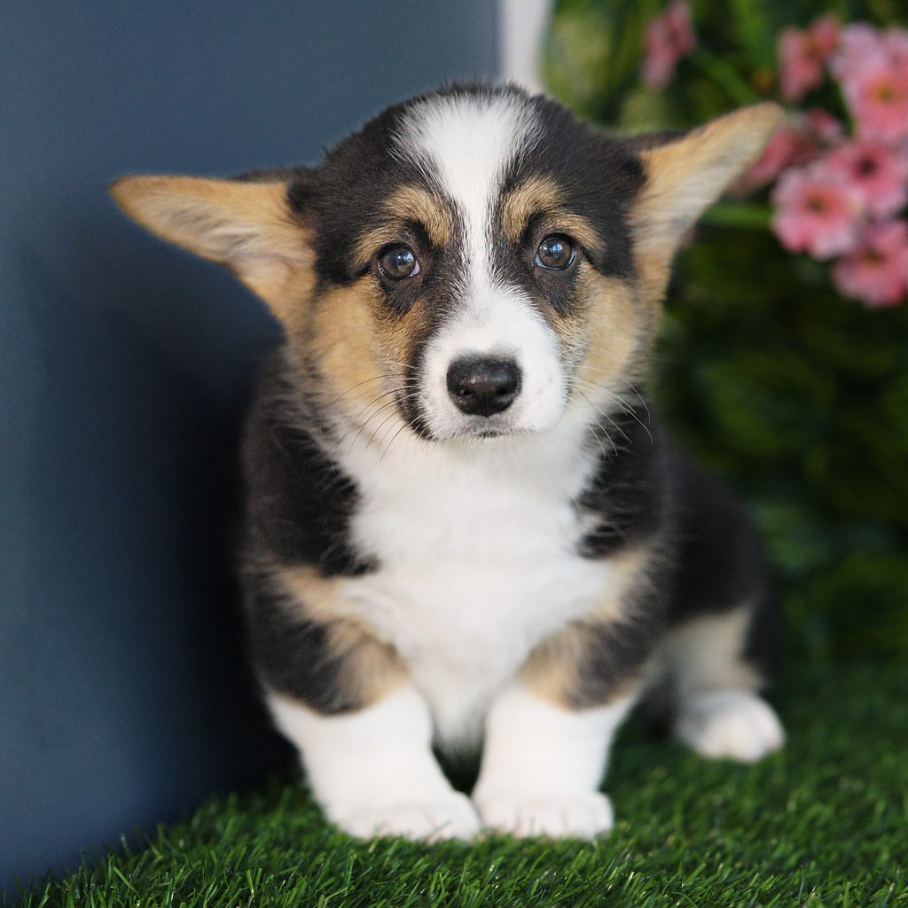 Vicky puppy images