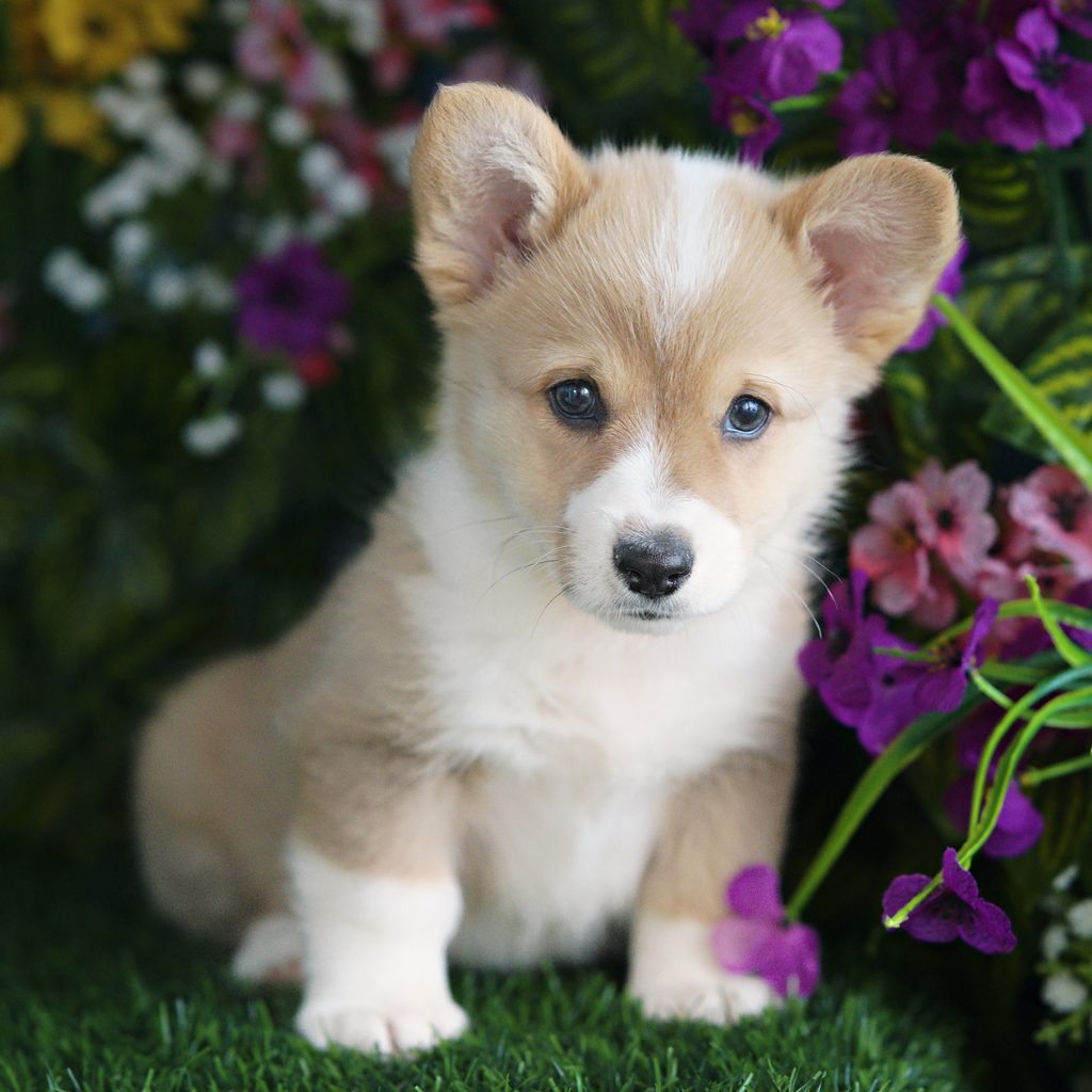 Leia puppy images