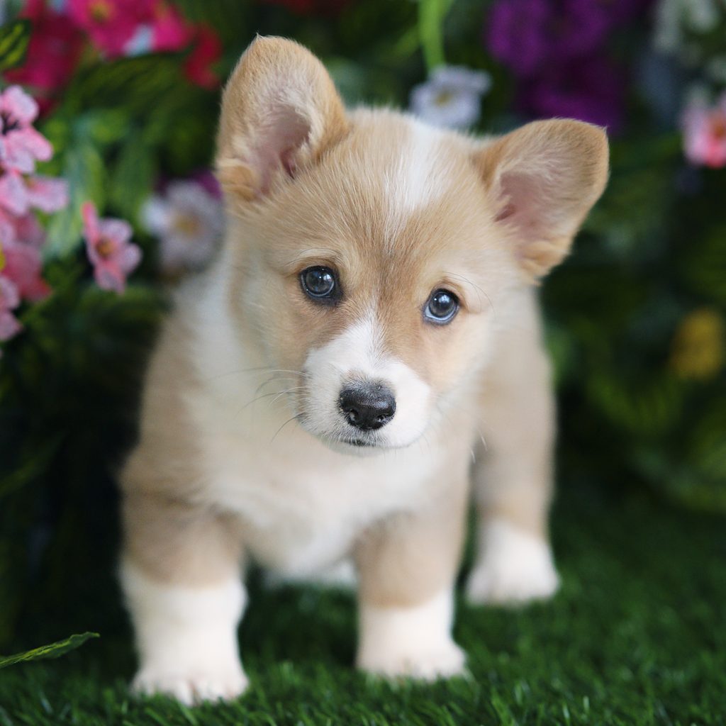 Leia puppy images