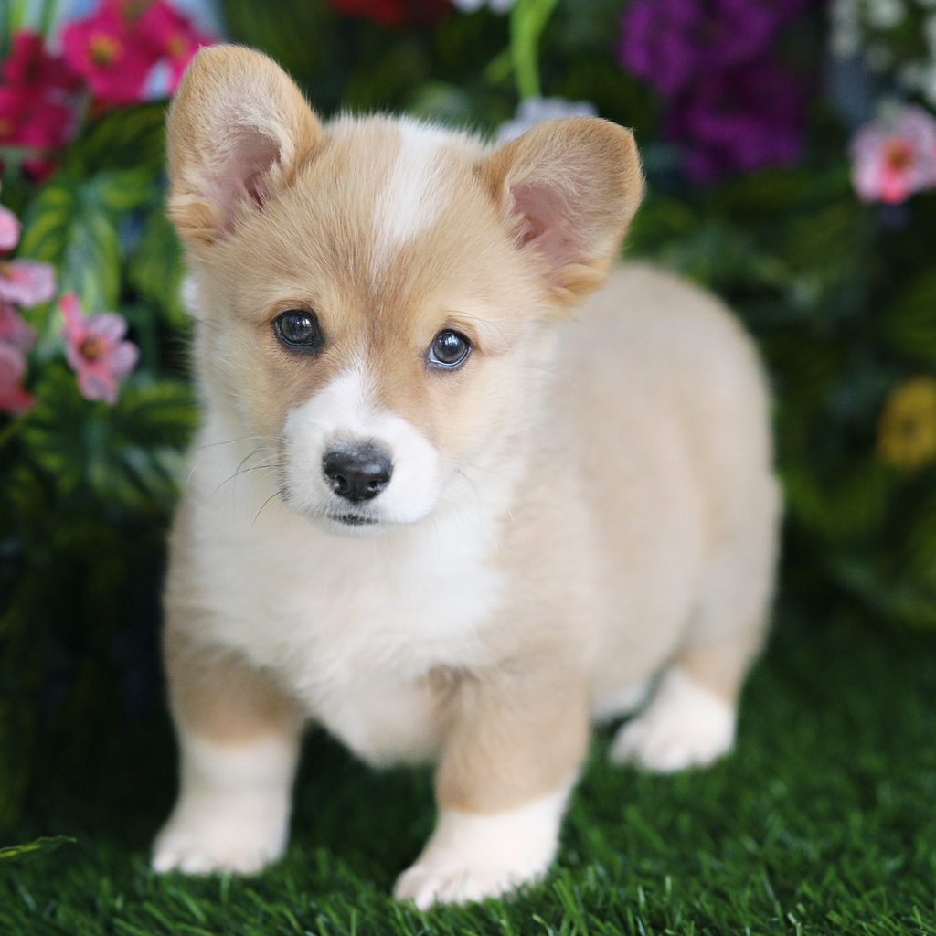 Leia puppy images