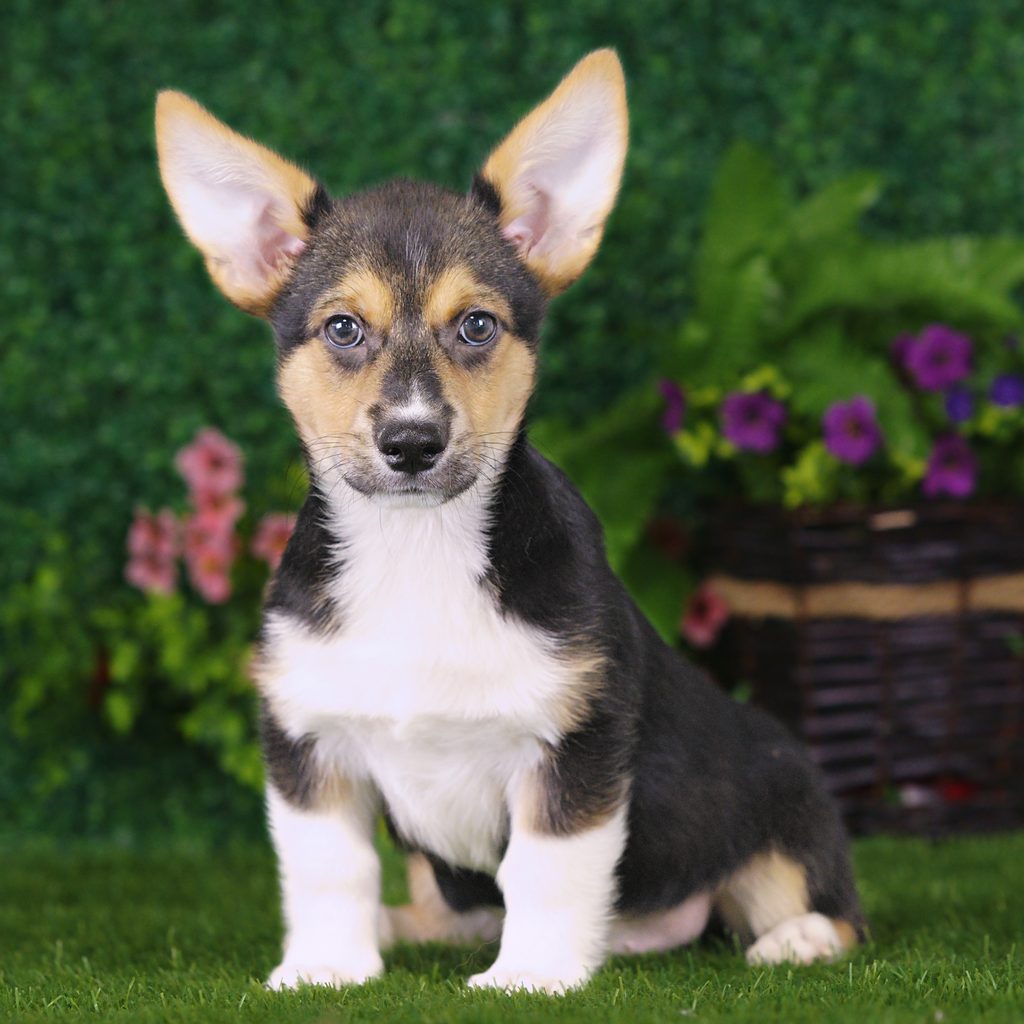Samson puppy images