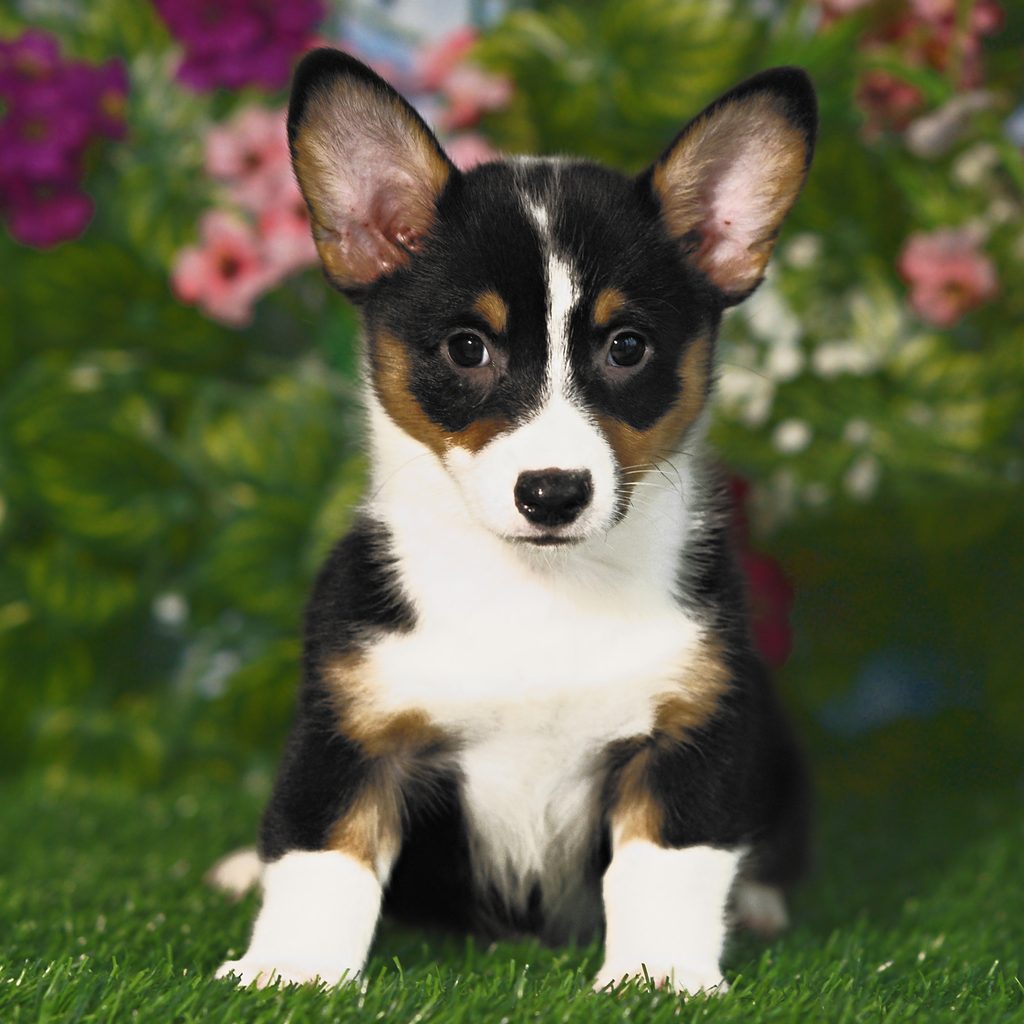 Pixie puppy images