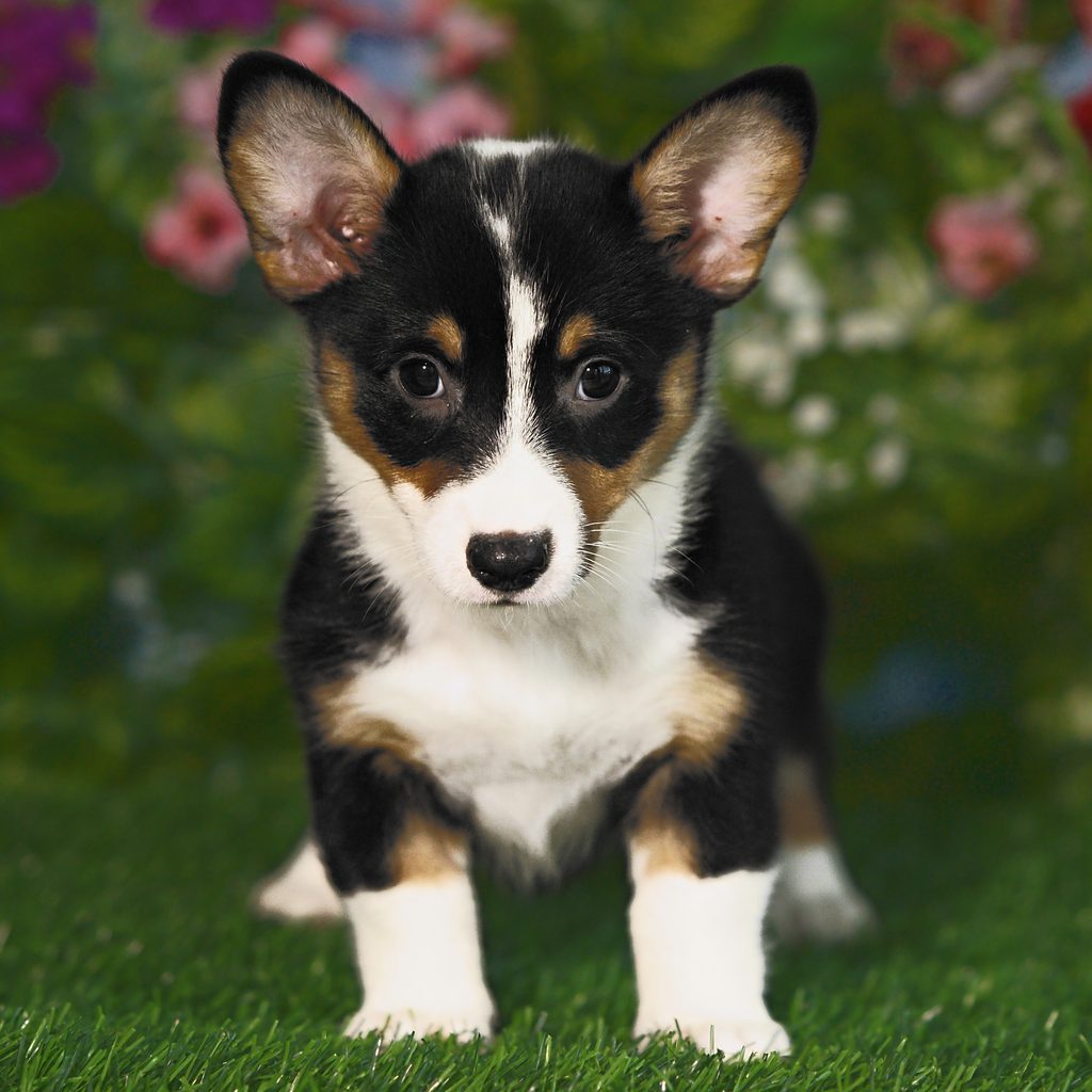 Pixie puppy images