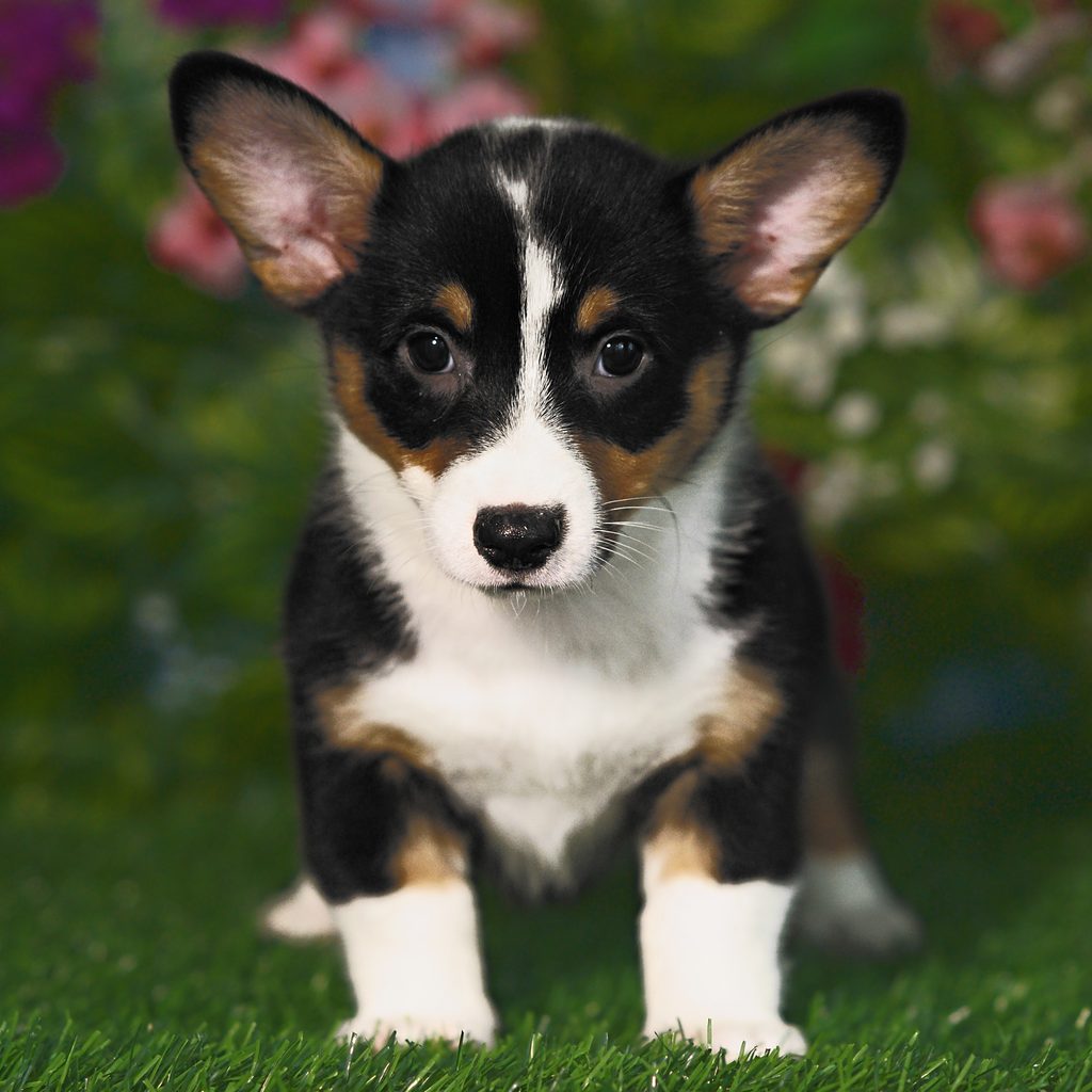 Pixie puppy images