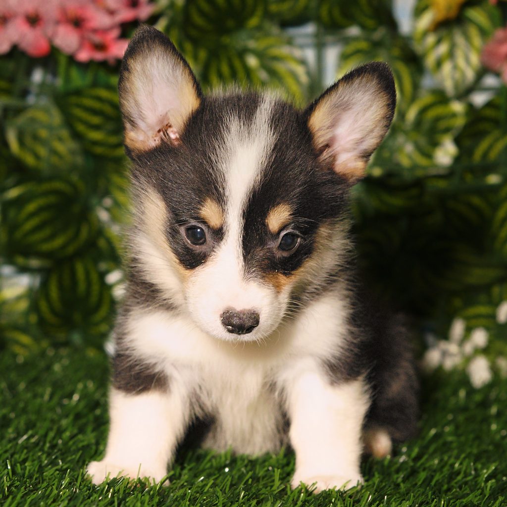 Harrietta puppy images