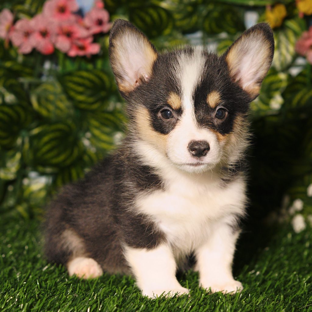 Harrietta puppy images