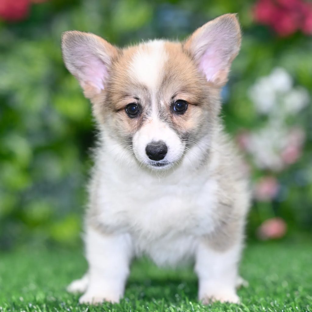 Mack puppy images
