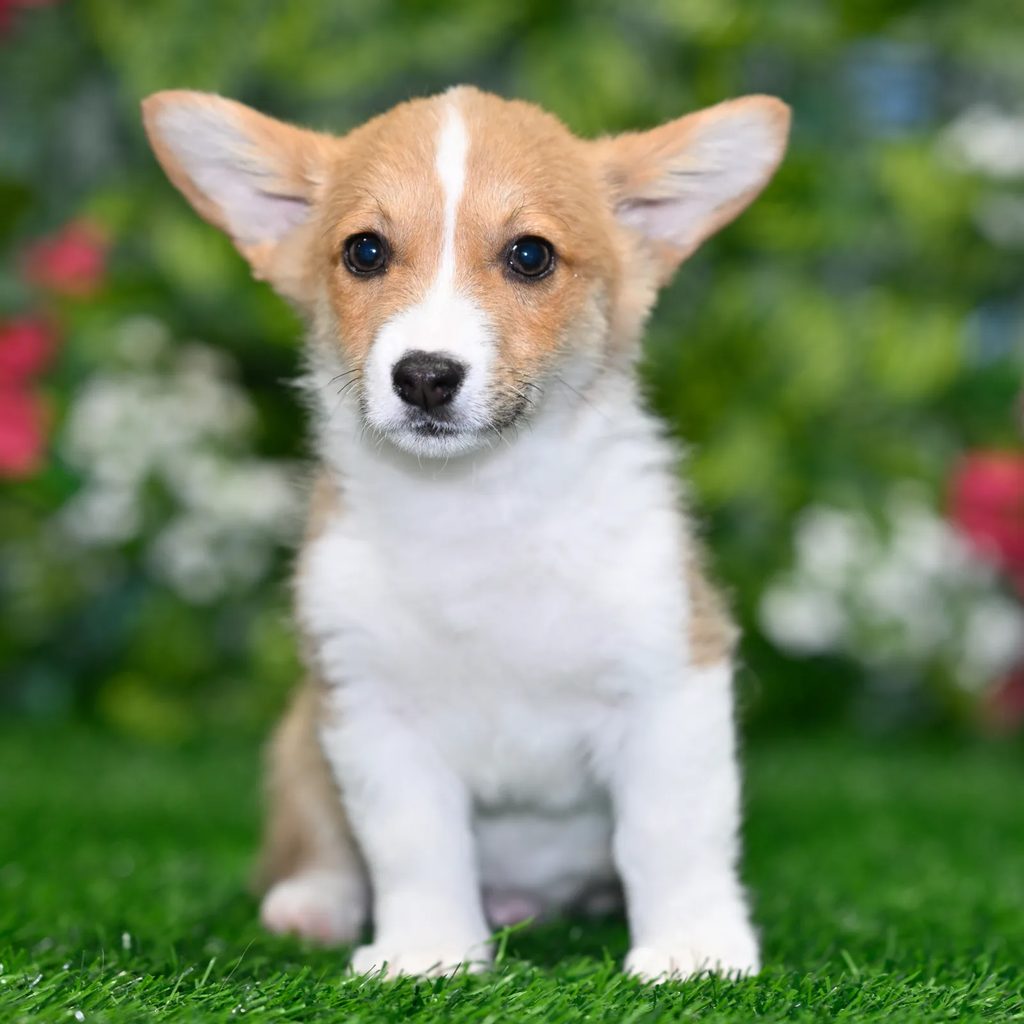 Foxy puppy images