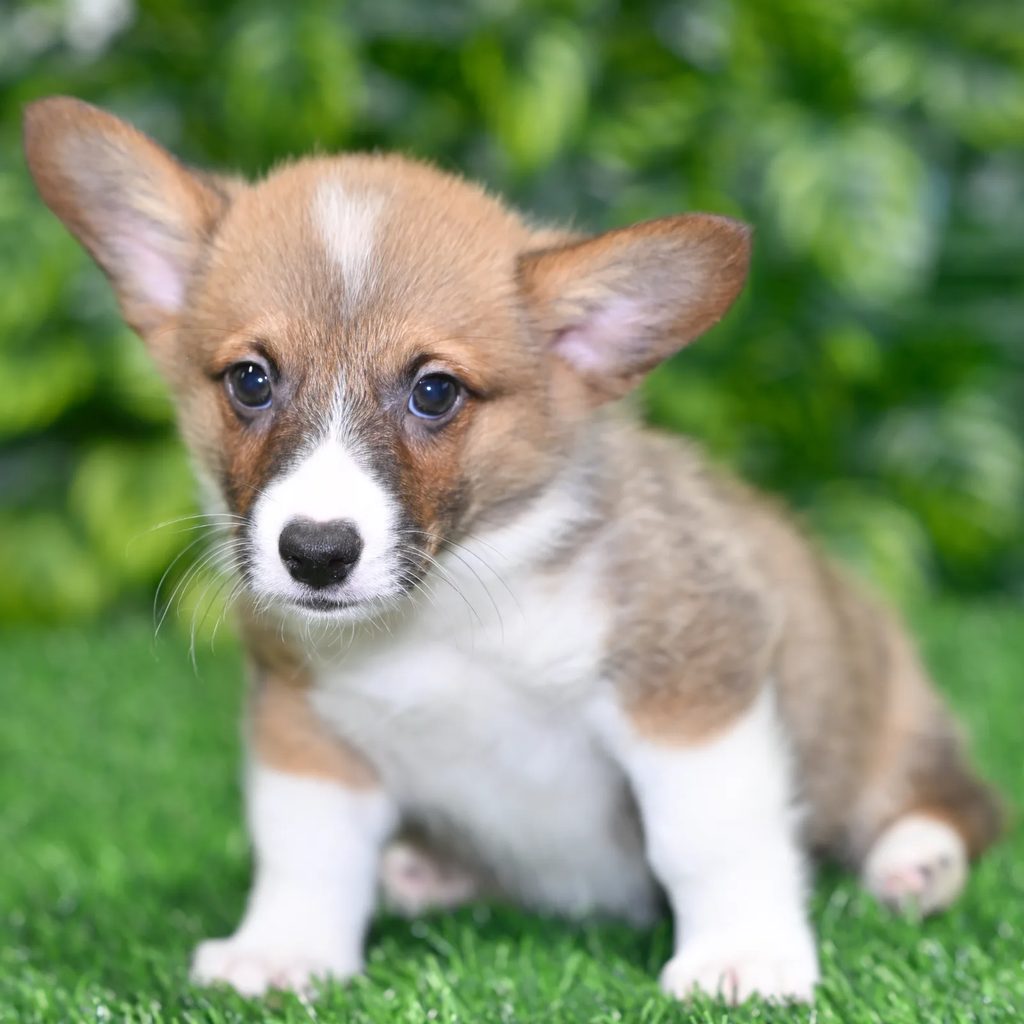 Titus puppy images