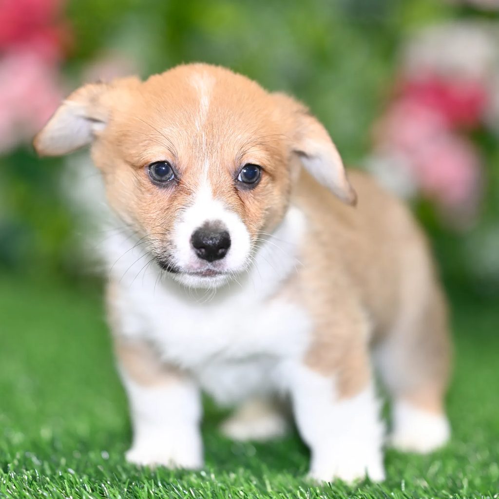 Savannah puppy images