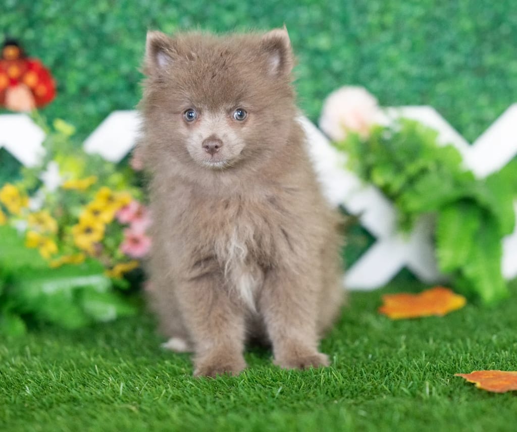 Emiko puppy images