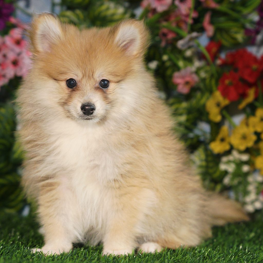 Elvis puppy images