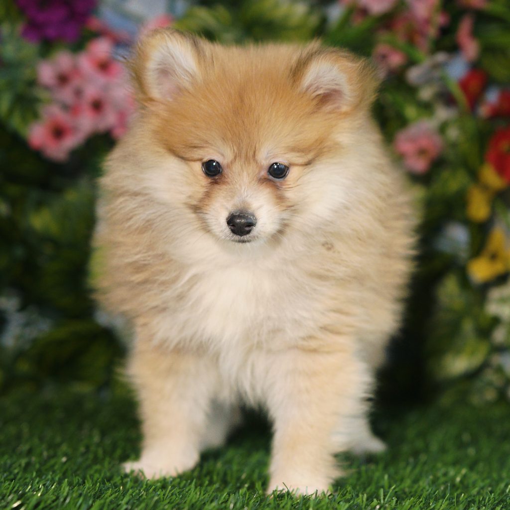 Elvis puppy images