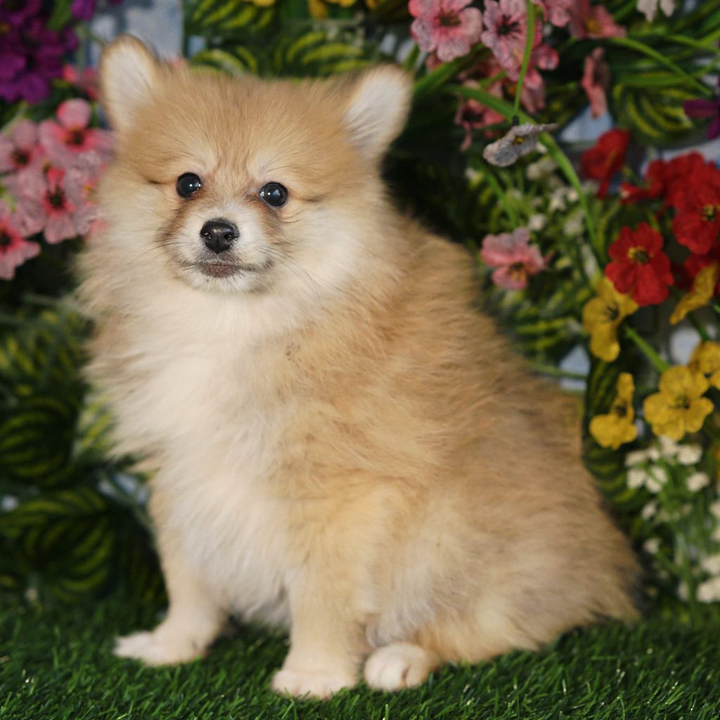 Elvis puppy images