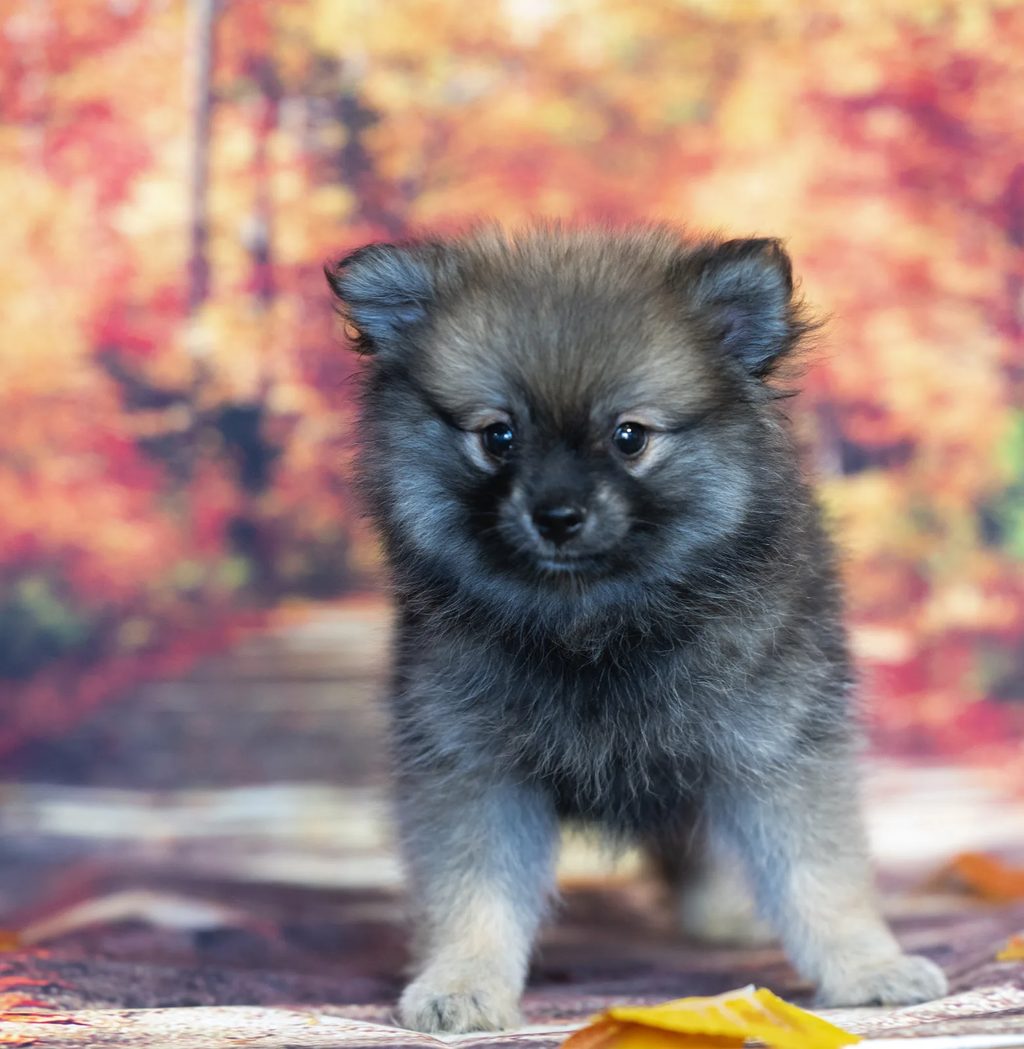 Ozzy puppy images