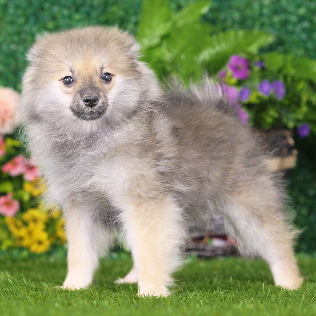 Ozzy puppy images