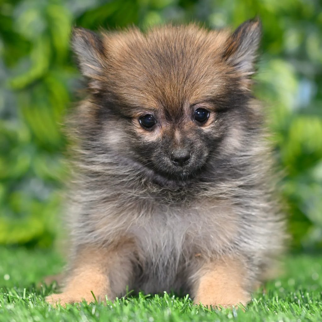 Layla puppy images