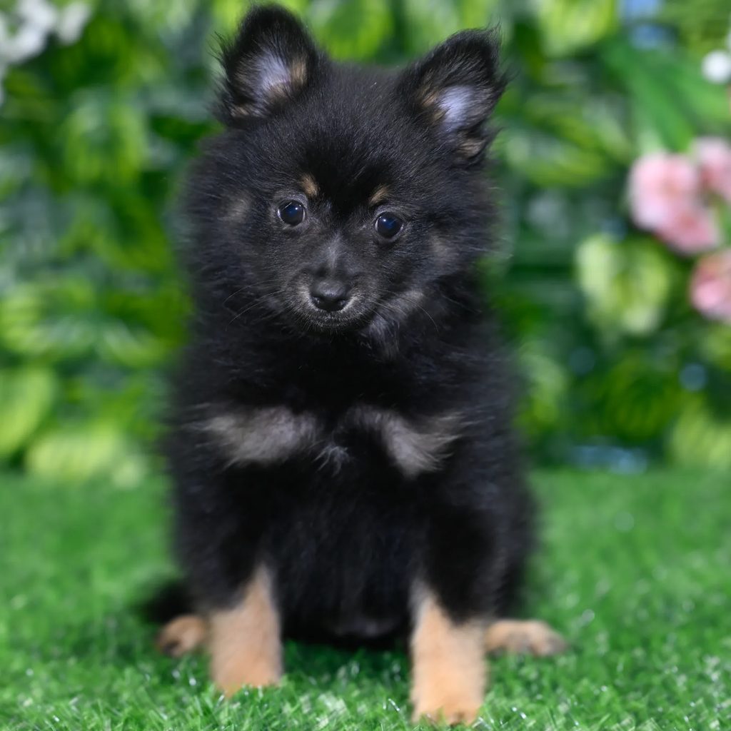 Maxwell puppy images