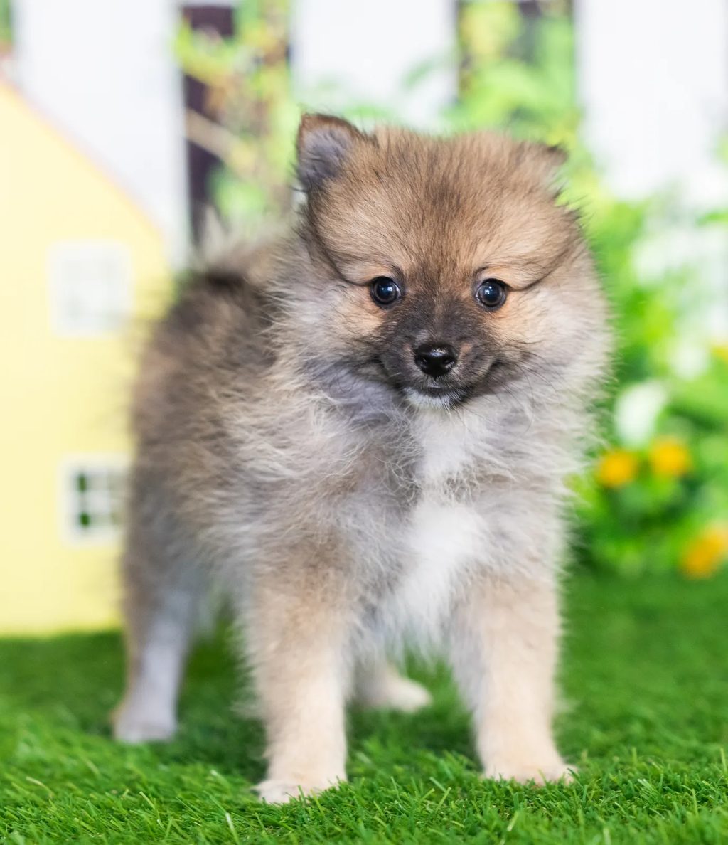 Brie puppy images